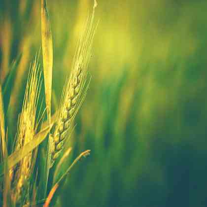 agro chemical